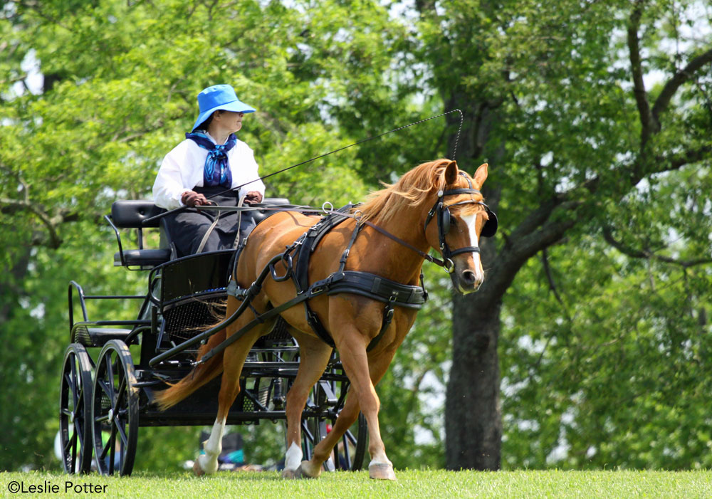 Woman driving a carriage pulled by a chestnut pony