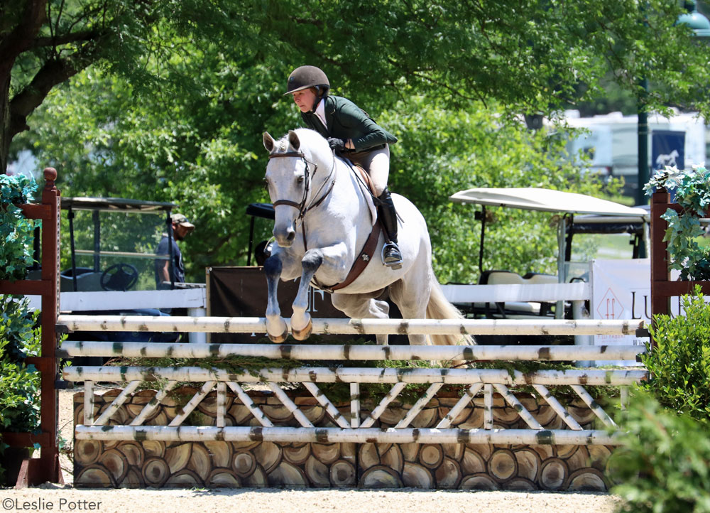 Gray hunter at a horse show