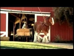 Budweiser Clydesdale Takes Top Spot in 2008 Ad Meter Survey