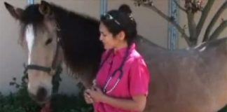 Dr. Janice Posnikoff demonstrates how to take a horse's vital signs