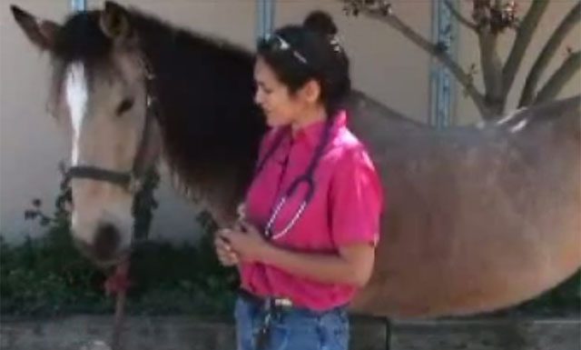 Dr. Janice Posnikoff demonstrates how to take a horse's vital signs