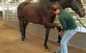 Video: Basic Horse Stretches