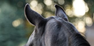 horse looking out a window