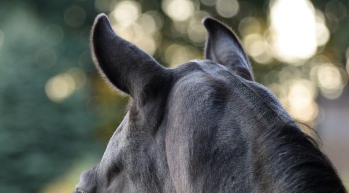 horse looking out a window