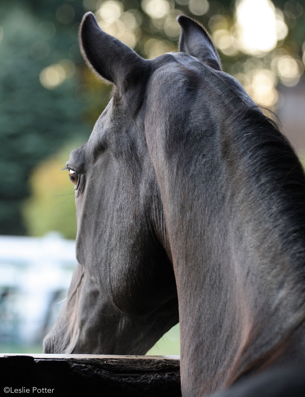 Horse looking out a window