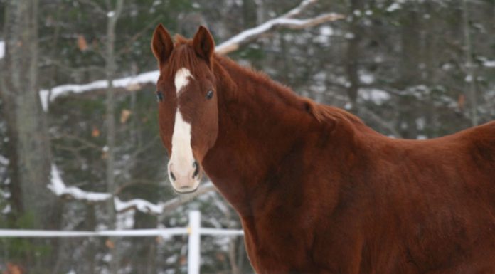 chestnut saddlebred horse in the snow