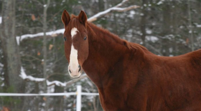 Chestnut Saddlebred horse in the snow