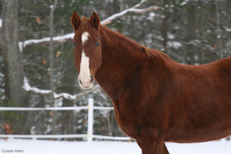 Chestnut Saddlebred horse in the snow