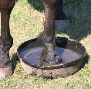 Treating a Hoof Abscess Step 2