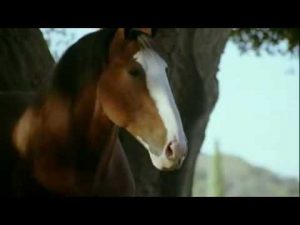 2009 Budweiser Clydesdale Ad Fetch