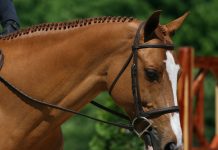 horse wearing a snaffle bit