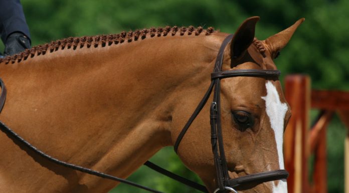 horse wearing a snaffle bit