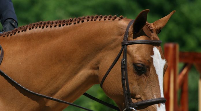 Horse wearing a snaffle bit