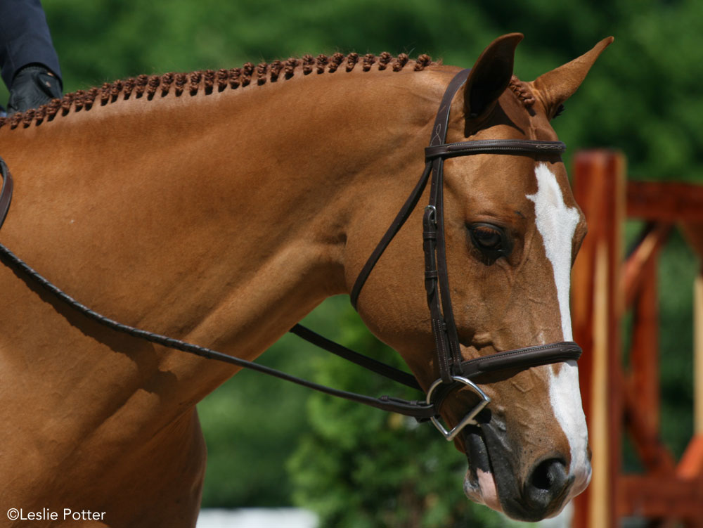 Horse wearing a snaffle bit