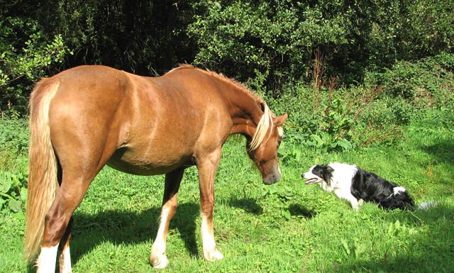 Horse and dog