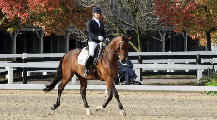 dressage finals autumn