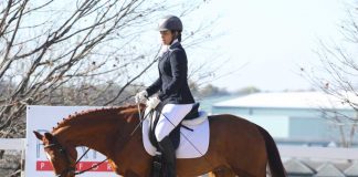 Dressage horse and rider at the free walk