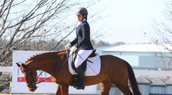 Dressage horse and rider at the free walk