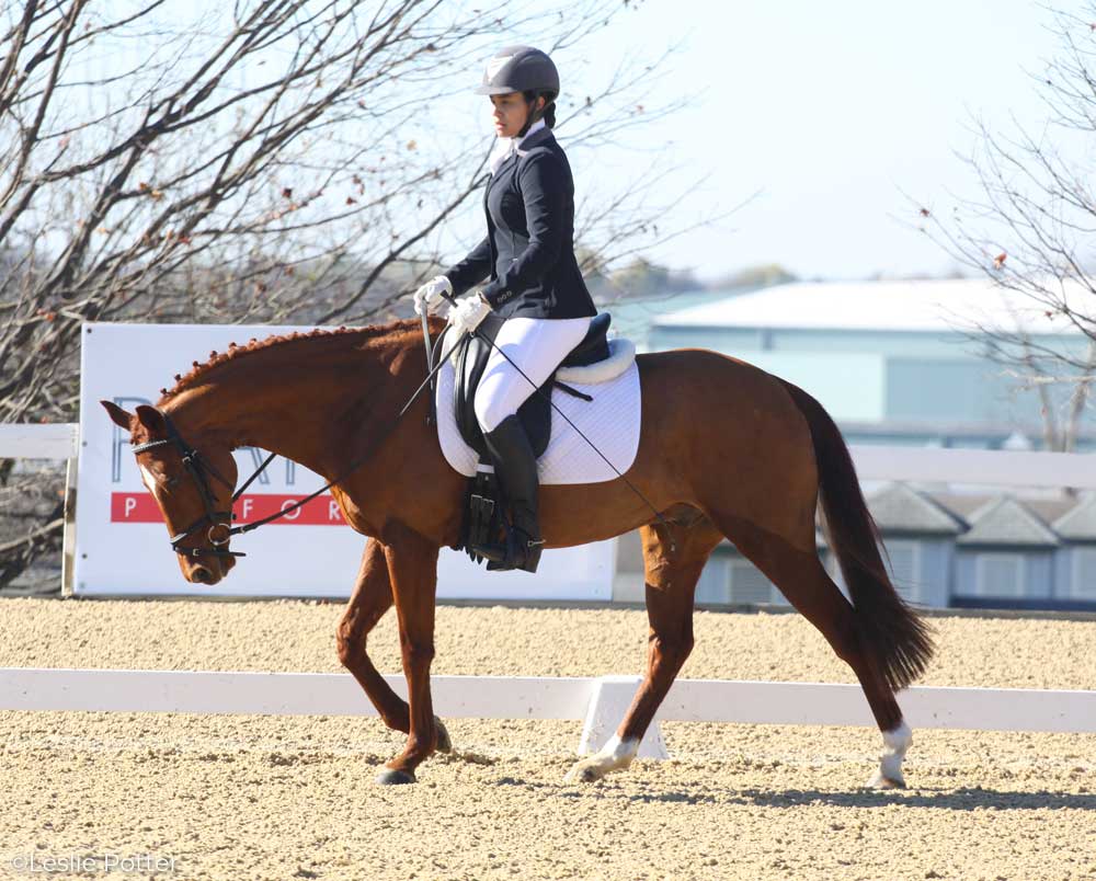 Dressage horse and rider at the free walk