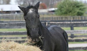 Ask the Vet: Helping a Horse Gain Weight