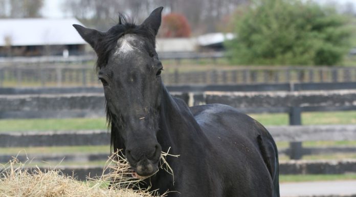 Horse eating hay from a roundbale