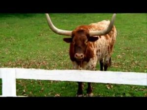 2010 Budweiser Clydesdale Ad: Fence