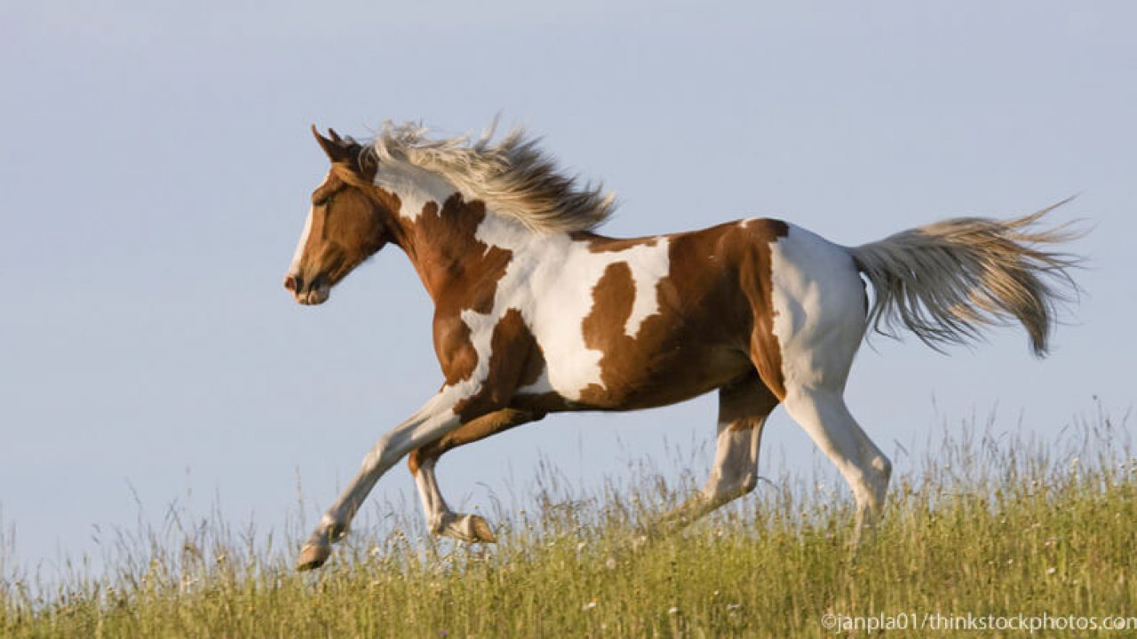 paint-horse-running_77-1280x720.jpg