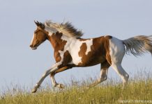 Pinto horse cantering