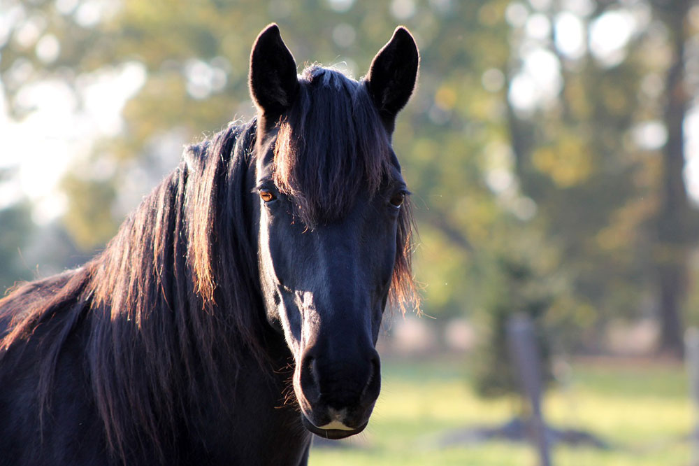 Alert horse