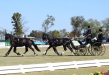 Boyd Exell of Australia in the CDE at the 2010 Alltech FEI World Equestrian Games