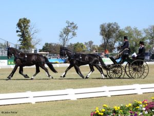 Boyd Exell of Australia in First Place after Dressage Phase of Four-in-Hand World Championship