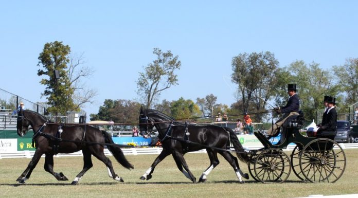 Boyd Exell of Australia in the CDE at the 2010 Alltech FEI World Equestrian Games