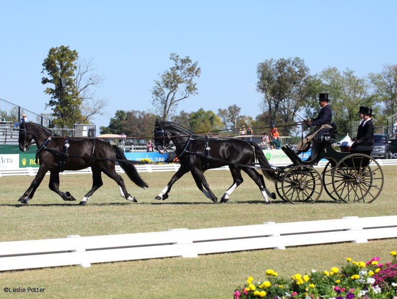 Boyd Exell of Australia in the CDE at the 2010 Alltech FEI World Equestrian Games