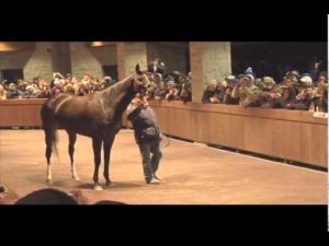 Zenyatta Arrives in Kentucky