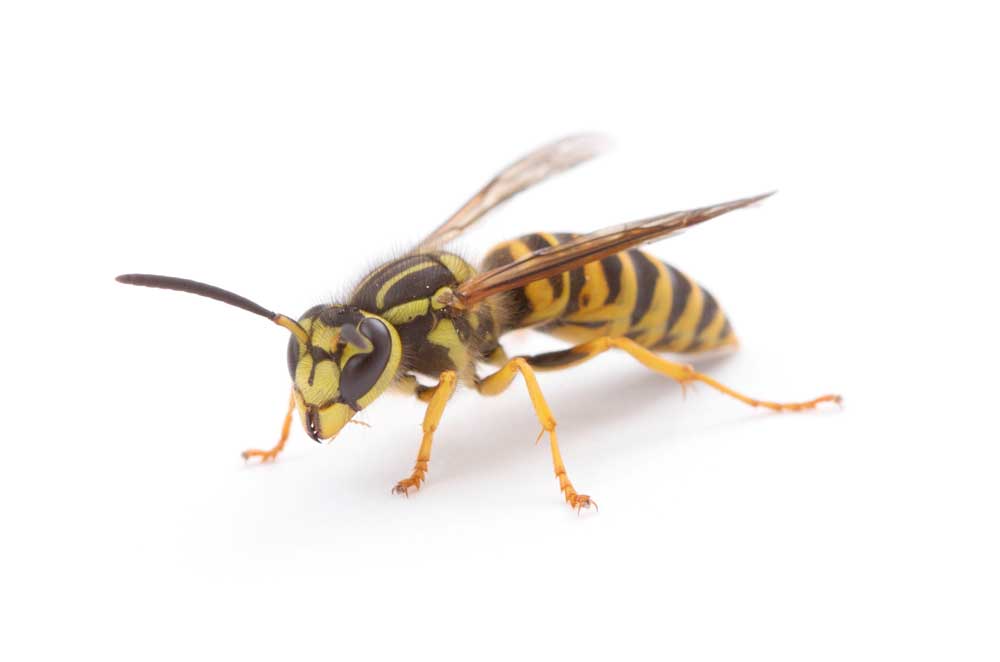 Southern Yellowjacket