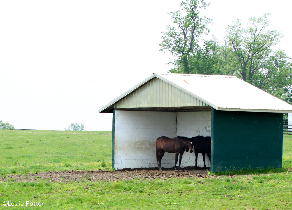 Horses in a shelter