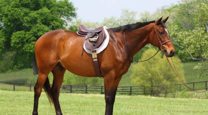 A well-groomed hunter show horse
