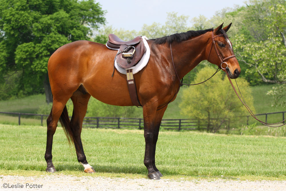 A well-groomed hunter show horse.