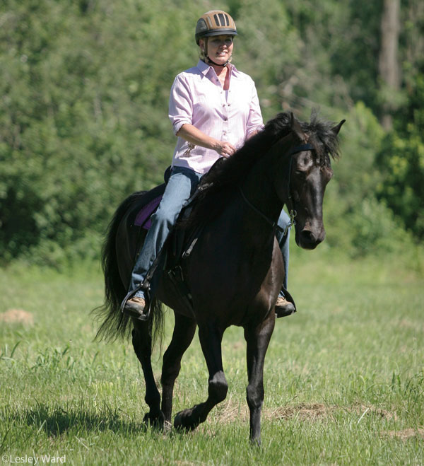 Rocky Mountain Horse on the trail