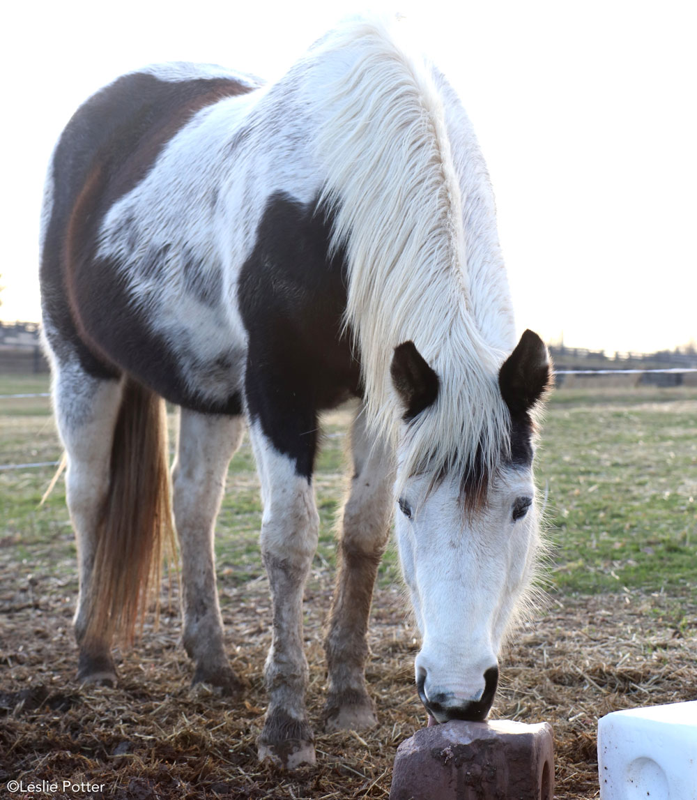 Horse with a red mineral block and white salt block