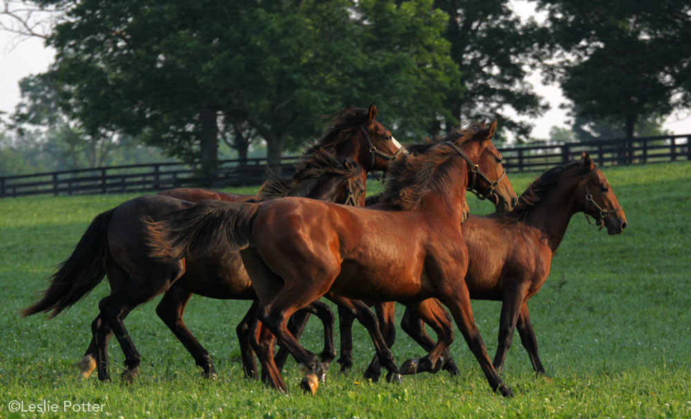 Yearling horses running in a field