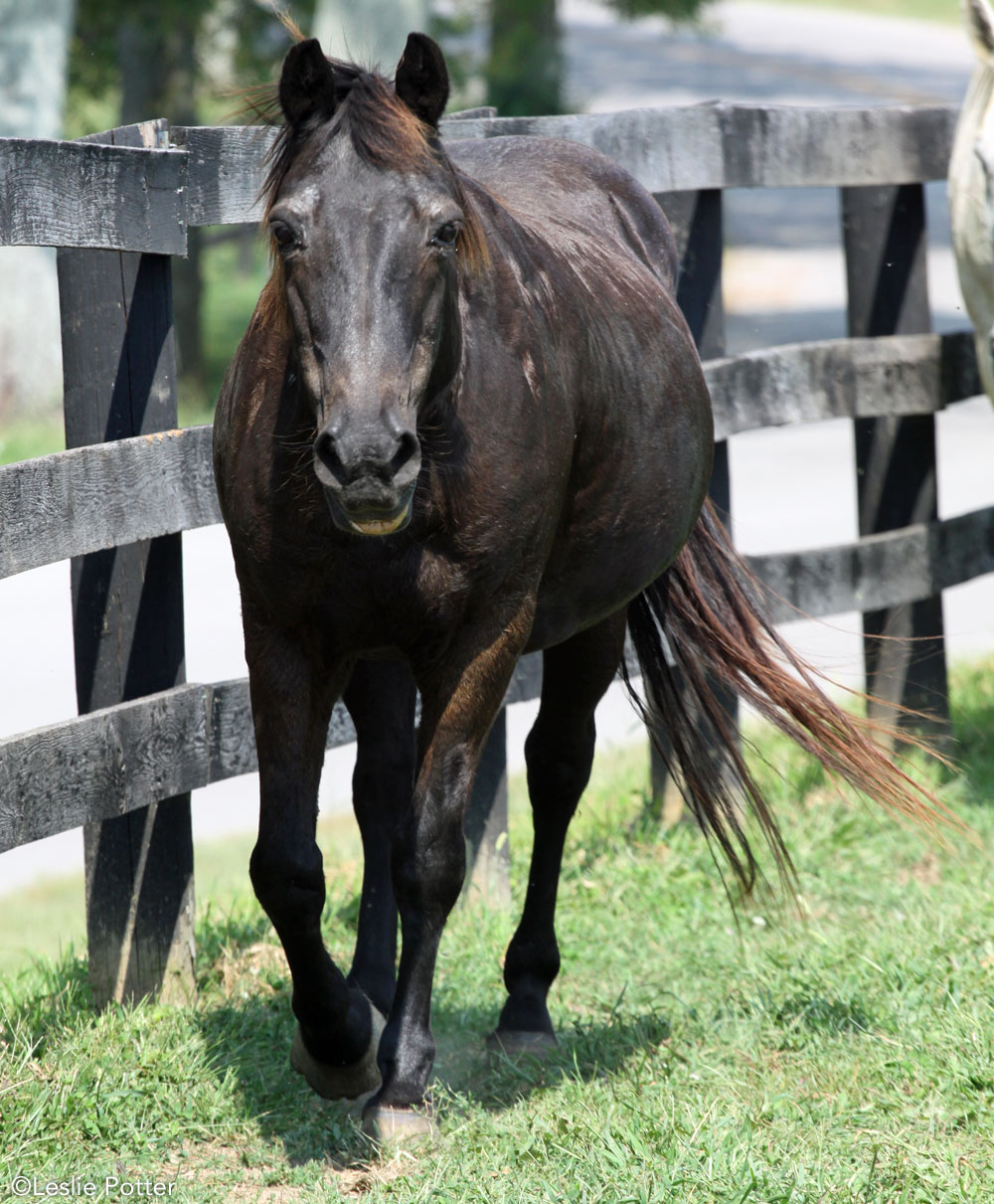 Senior horse in the pasture