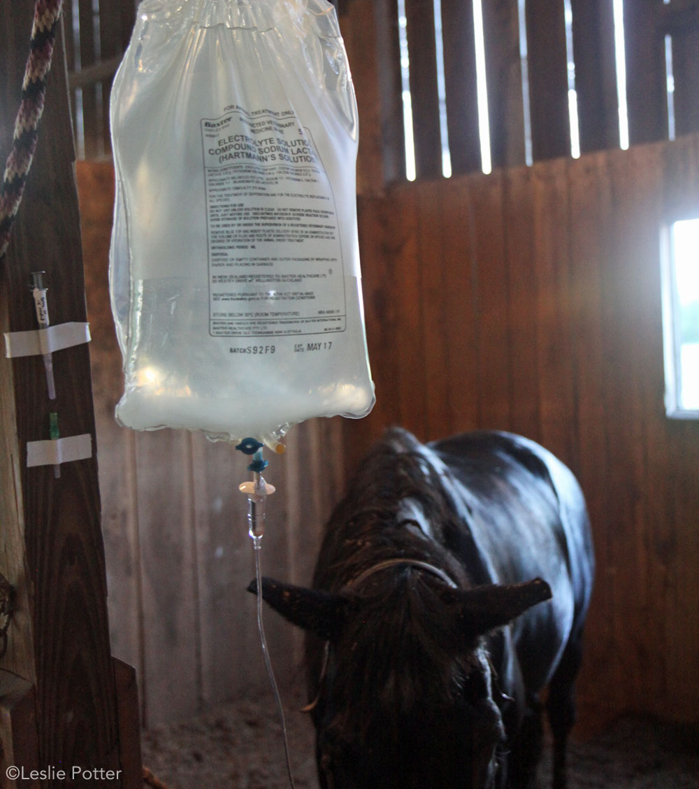 IV fluids administered to a colicking horse.
