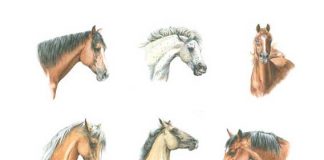 Horse facial expressions