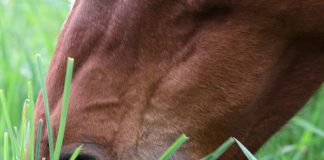 closeup of a horse eating grass