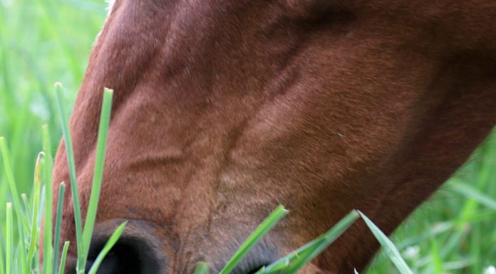 closeup of a horse eating grass