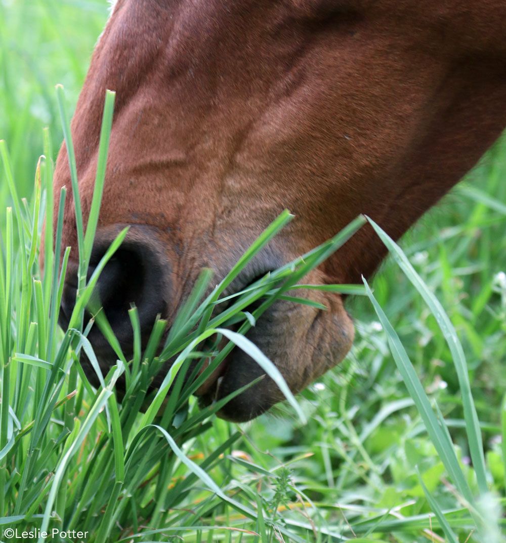 Closeup of a horse eating grass