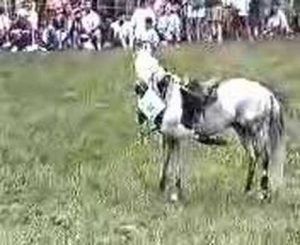 Video of the Week: Karen O’Connor doesn’t give up