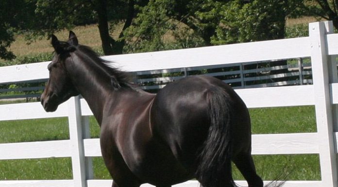 Appendix Quarter Horse
