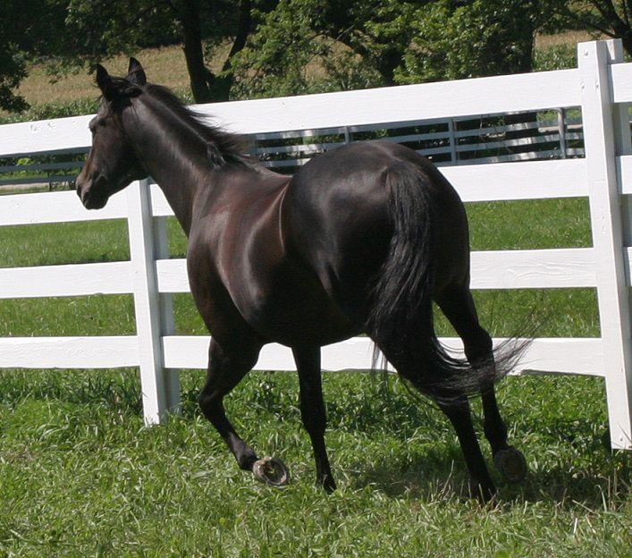 Appendix Quarter Horse